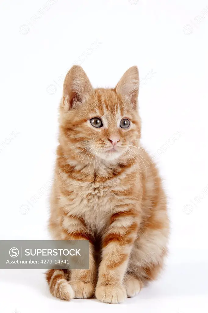 Red Domestic Cat, Kitten Sitting Against White Background