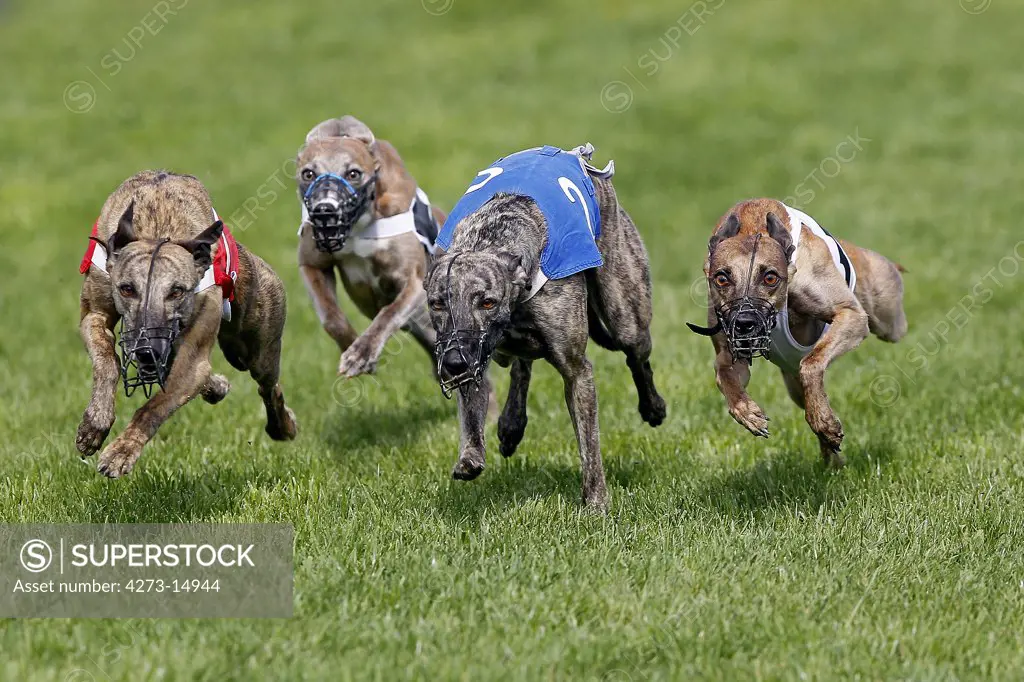 Whippet Dogs Running, Racing At Track