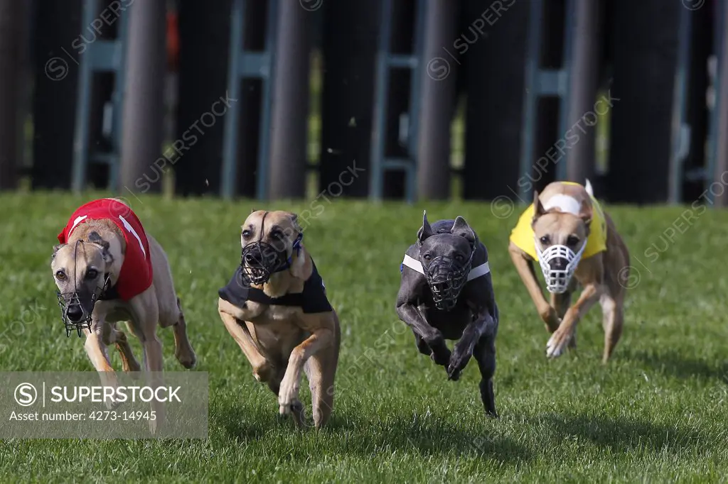 Whippet Dogs Running, Racing At Track