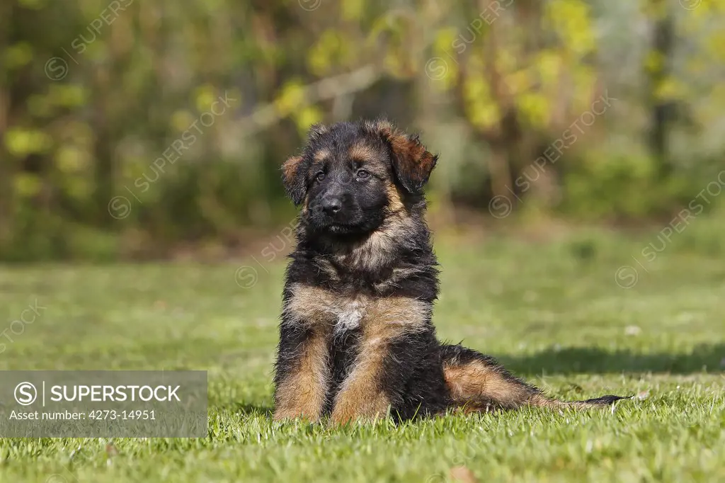 German Shepherd Dog, Pups Sitting On Grass