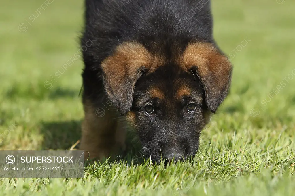 German Shepherd Dog, Pup Standing On Grass