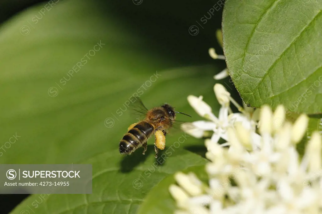 Honey Bee, Apis Mellifera, Adult In Flight, Flying To Flower With Pollen Baskets, Normandy