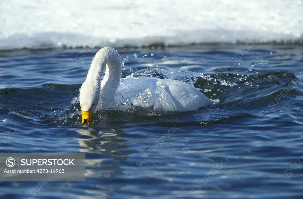 Whooper Swan, cygnus cygnus, Adult having Bath near  Frozen Lake, Hokkaido Island in Japan