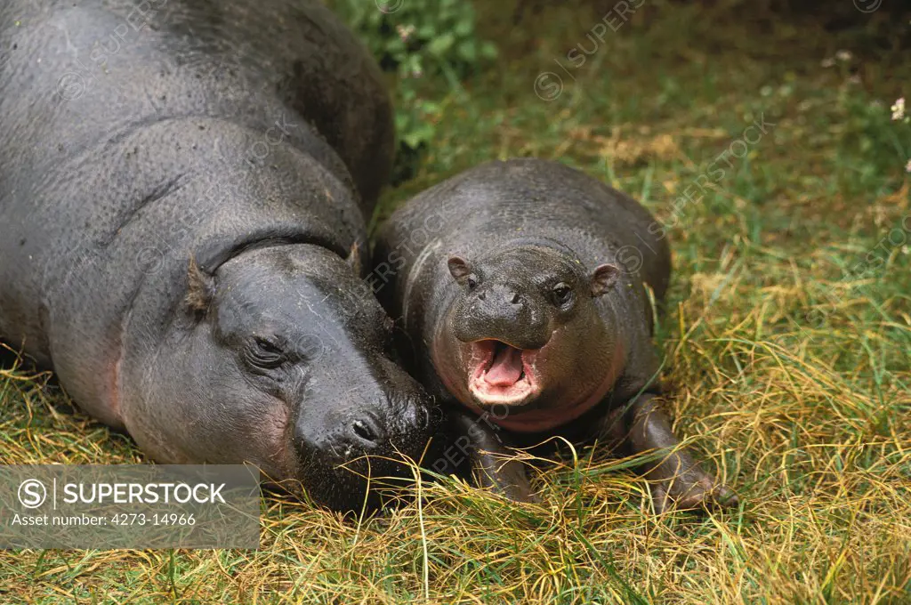 Pygmy Hippopotamus, choeropsis liberiensis, Female with Young Sleeping