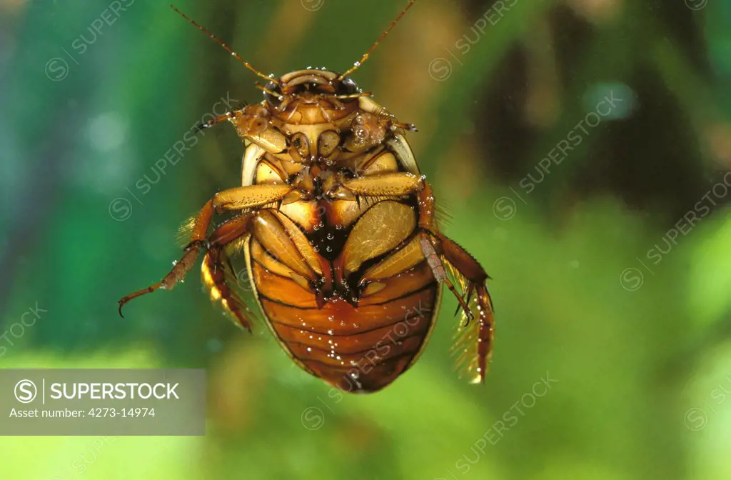 Great Diving Beetle, dytiscus marginalis, Adult standing in a Pond, Normandy