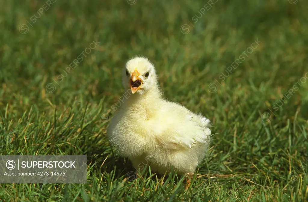 Domestic Chicken, Chick standing on Grass, Calling