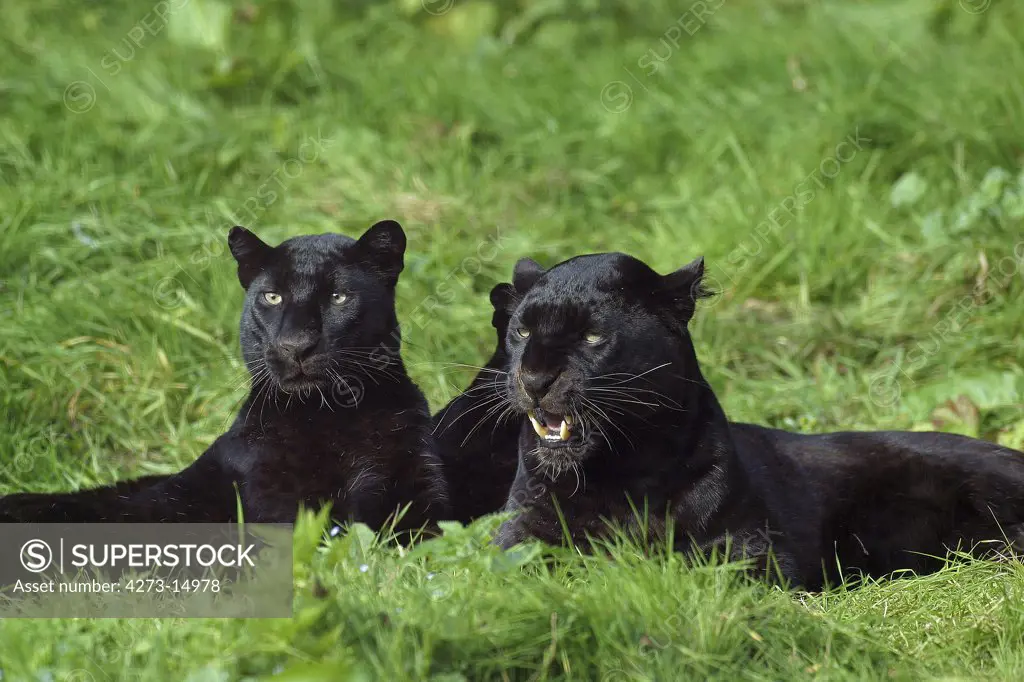 Black Panther, panthera pardus, Adults laying on Grass
