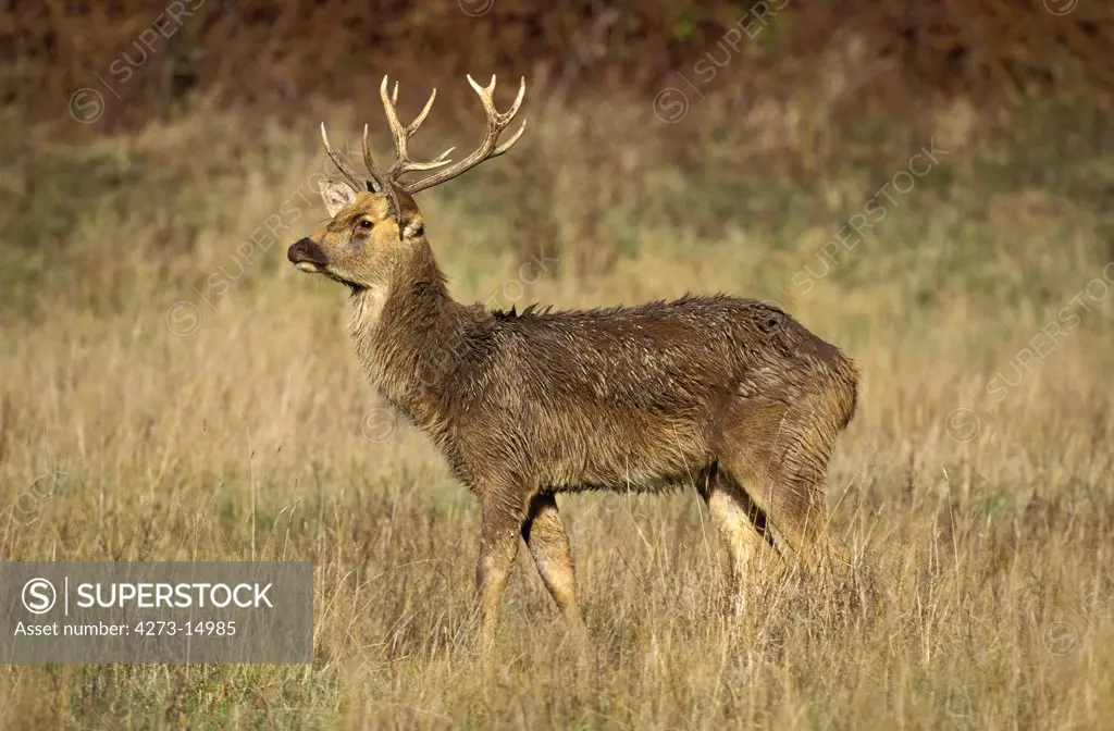 Barasingha Deer or Swamp Deer, cervus duvauceli, Male