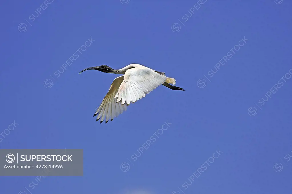 Sacred Ibis, threskiornis aethiopica, Adult in Flight against Blue Sky, Kenya