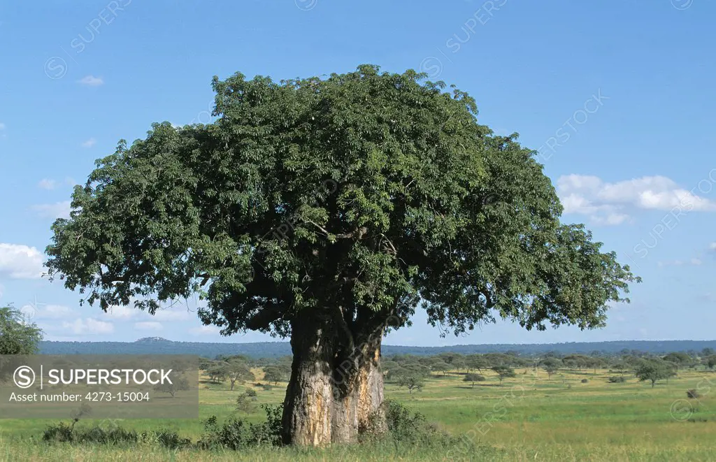 Baobab in Savanna, Tarangire Park in Tanzania