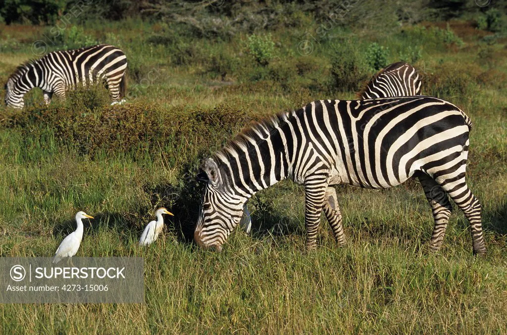Burchell's Zebra, equus burchelli, Adult with Cattle Egret, bubulcus ibis, Kenya