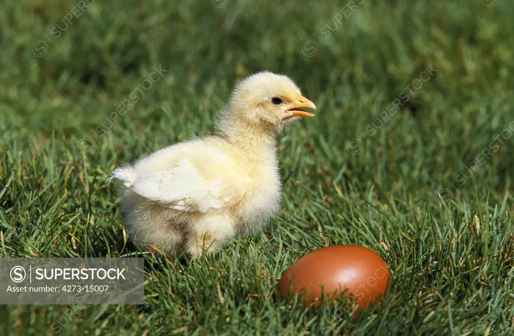 Domestic Chicken, Chick and Egg standing on Grass
