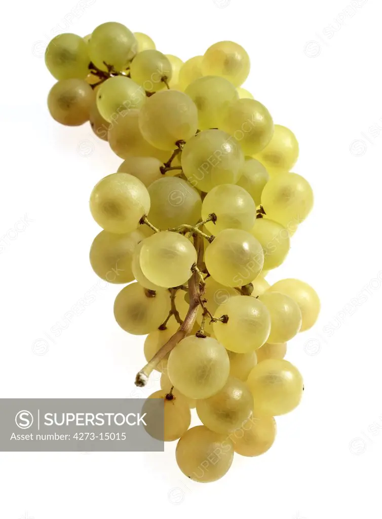 Chasselas White Grape, vitis vinifera, Fruit against White Background