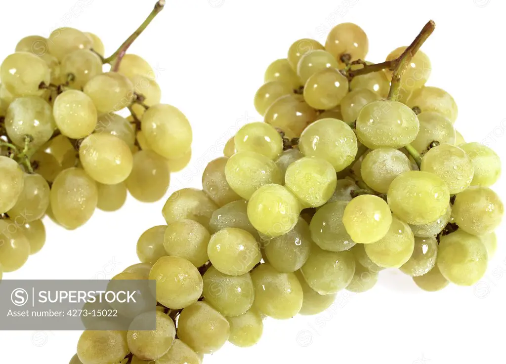 White Grape, vitis vinifera, Fruit against White Background