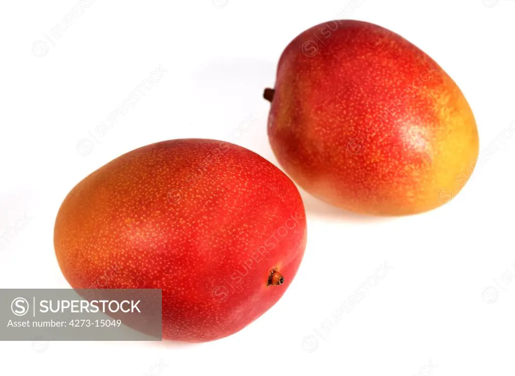 Mango, mangifera indica, Fruits against White Background