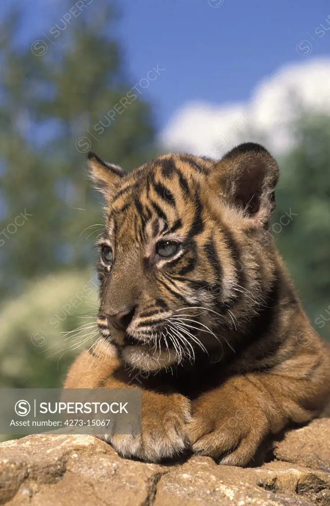 Sumatran Tiger, panthera tigris sumatrae, Portrait of Cub