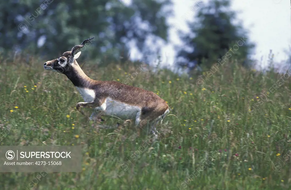 Blackbuck Antilope, antilope cervicapra, Male standing in Long Grass