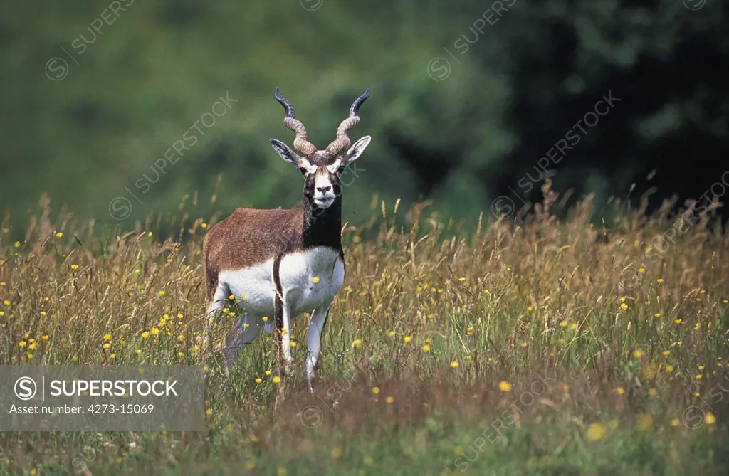 Blackbuck Antilope, antilope cervicapra, Male standing in Long Grass
