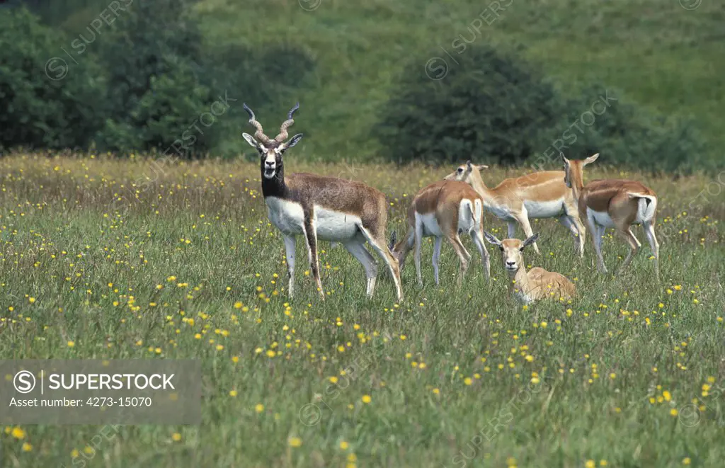 Blackbuck Antilope, antilope cervicapra, Male and Females standing in Long Grass