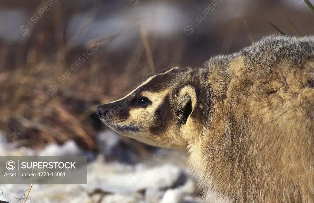 American Badger, taxidea taxus, Adult standing on Snow, Canada