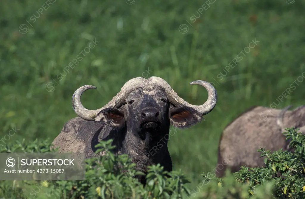 African Buffalo, syncerus caffer, Head of Adult emerging from Bush, Masai Mara Park in Kenya