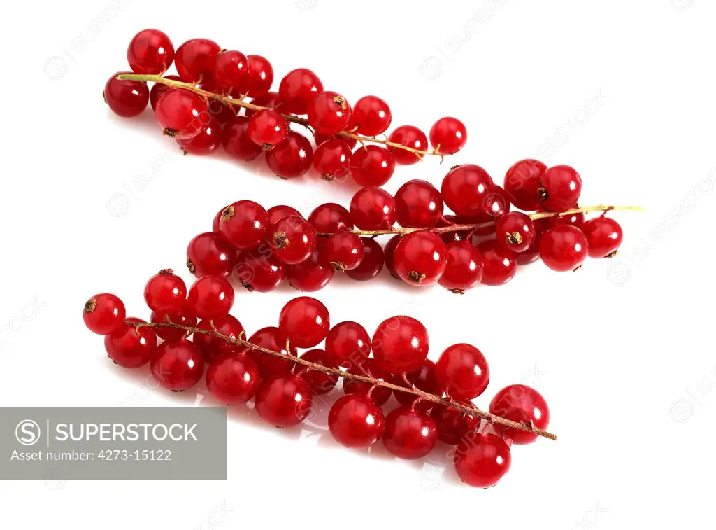 Redcurrants, ribes rubrum, Fruits against White Background