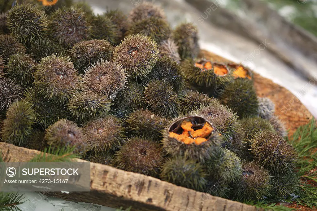 Sea Urchin, echinus esculentus, at Fishmonger's shop