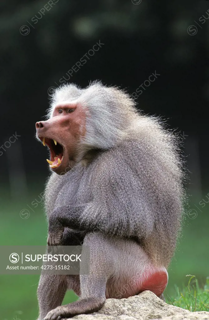 Hamadryas Baboon, papio hamadryas, Male Yawning