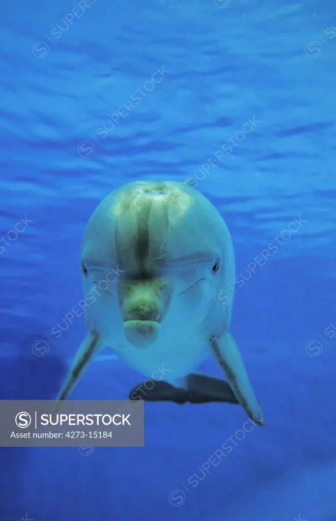 Bottlenose Dolphin, tursiops truncatus, Adult Underwater View