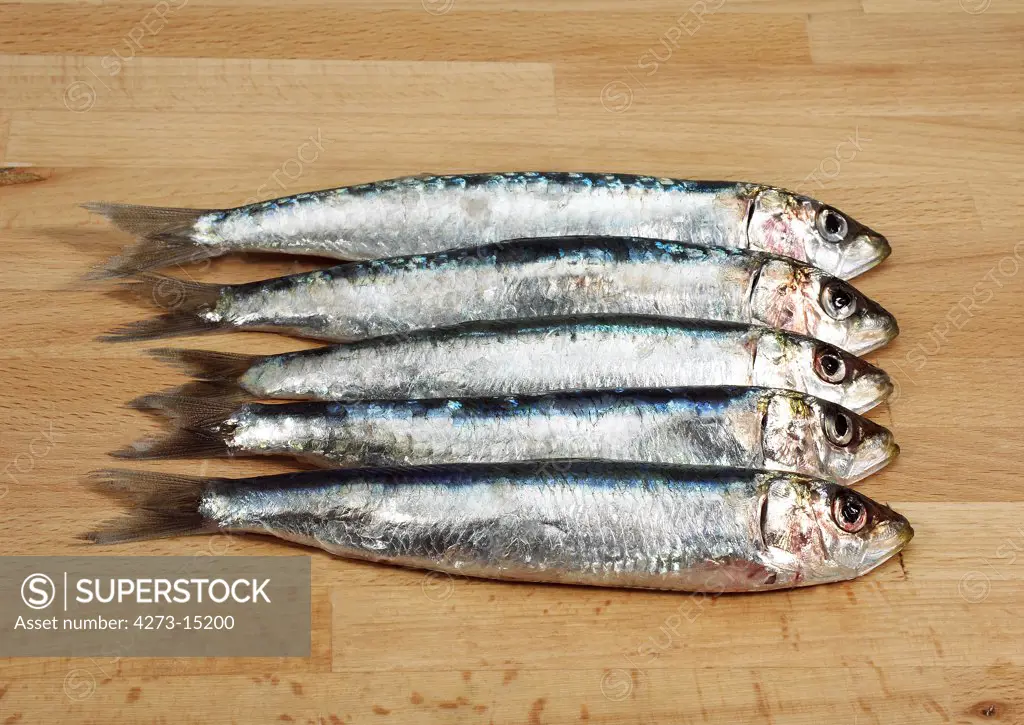 Sardine, sardina pilchardus, Fresh Fishes