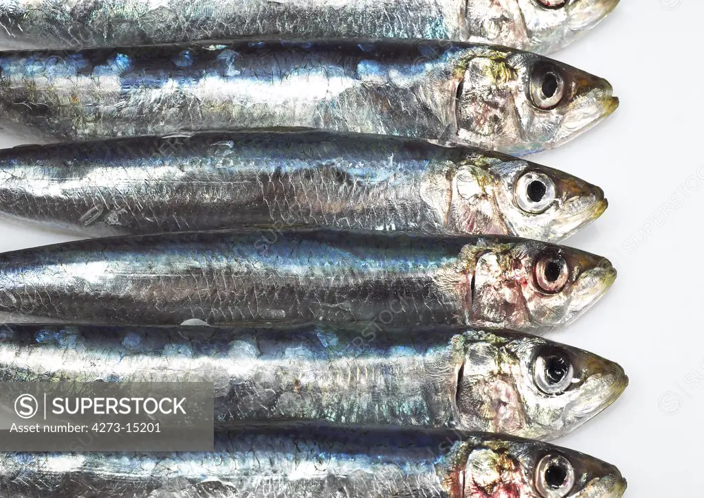 Sardine, sardina pilchardus, Fresh Fishes against White Background