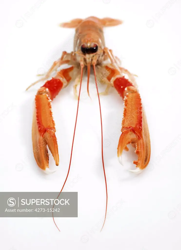 Dublin Bay Prawn or Norway Lobster or Scampi, nephrops norvegicus, Crustacean against White Background