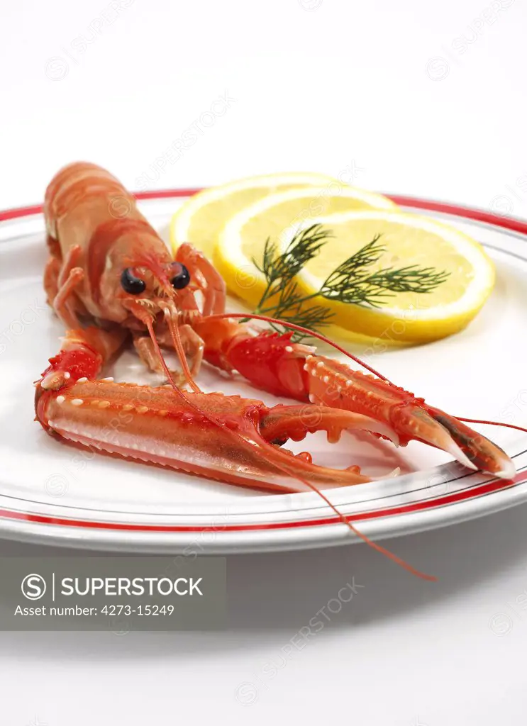 Dublin Bay Prawn or Norway Lobster or Scampi, nephrops norvegicus, Crustacean and Lemon on Plate