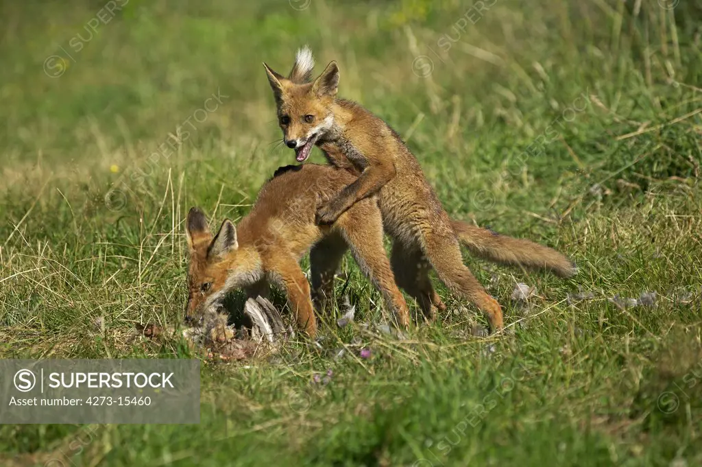 Red Fox, vulpes vulpes, Adults with a Kill, a Partridge, Excitement around the Prey, Normandy