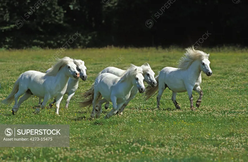 Shteland Pony, Herd Galloping through Meadow