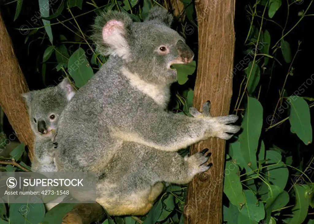 Koala Phascolarctos Cinereus, Female Eating Eucalyptus Leaf With Young On Its Back, Australia