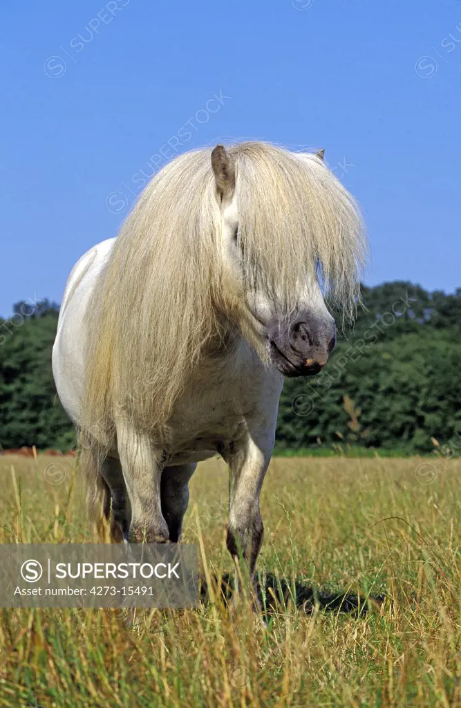 Shteland Pony, Adult with long Mane