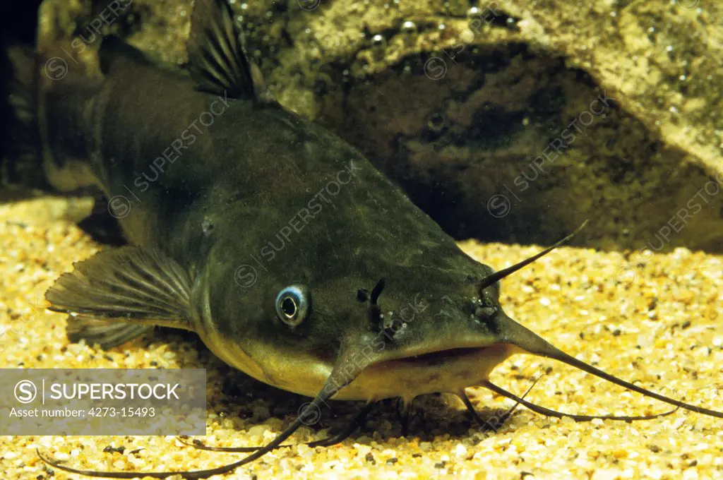 Brown Bullhead, ictalurus nebulosus, Catfish