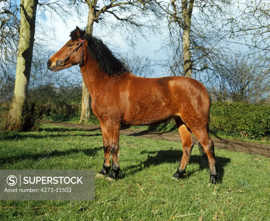 New Forest Pony, Adult standing on Grass