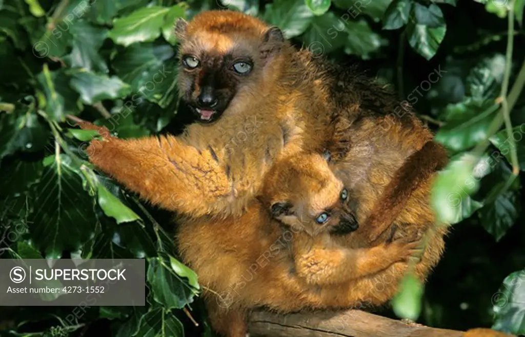 Black Lemur Eulemur Macaco, Female Carrying Young