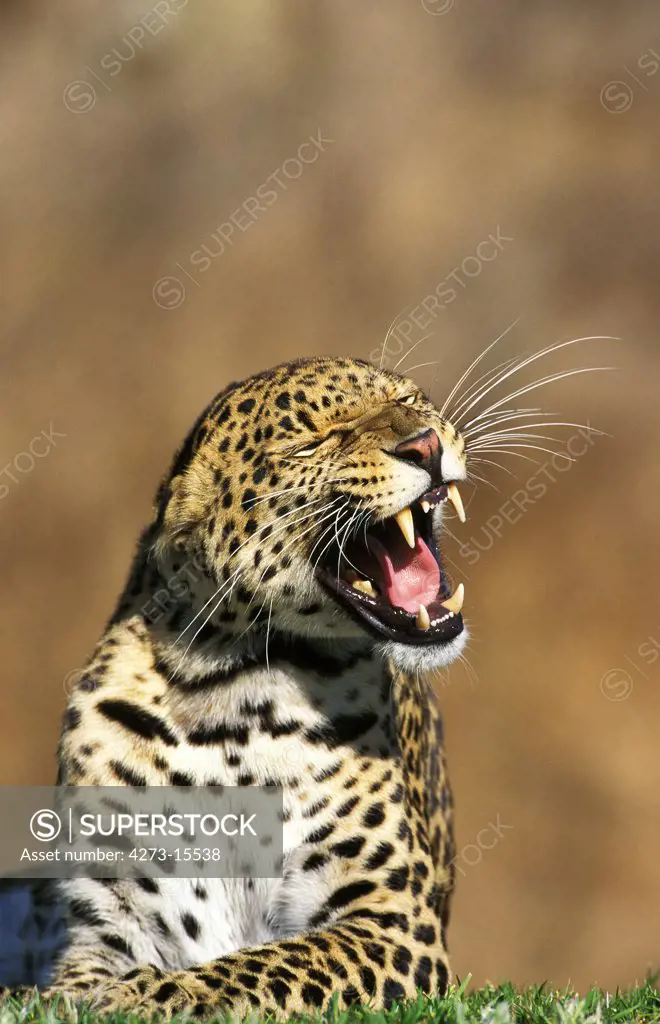 Leopard, panthera pardus, Adult snarling, with Open Mouth, Kenya