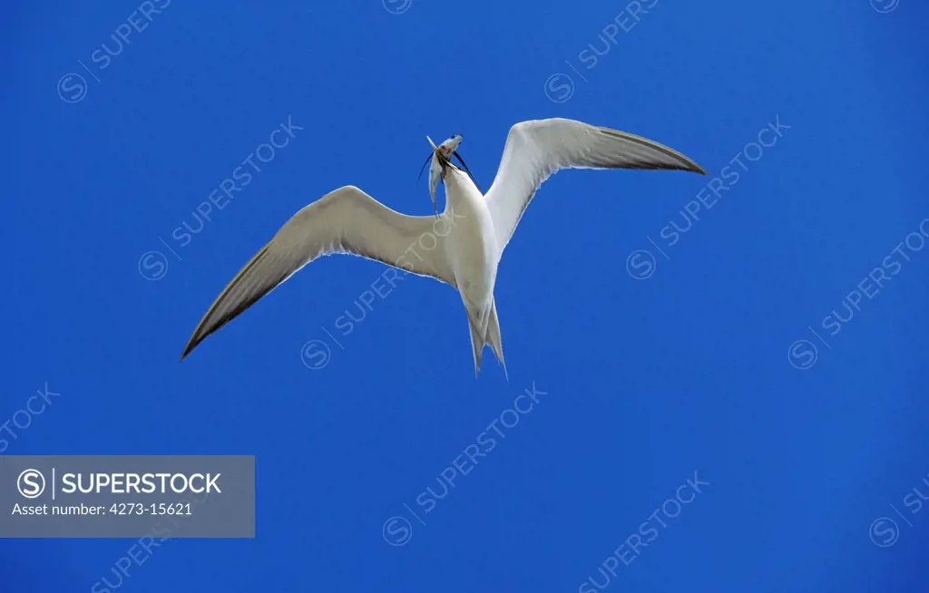 Swift Tern, sterna bergii, Adult in Flight against White Background with Fish in Beak, Australia
