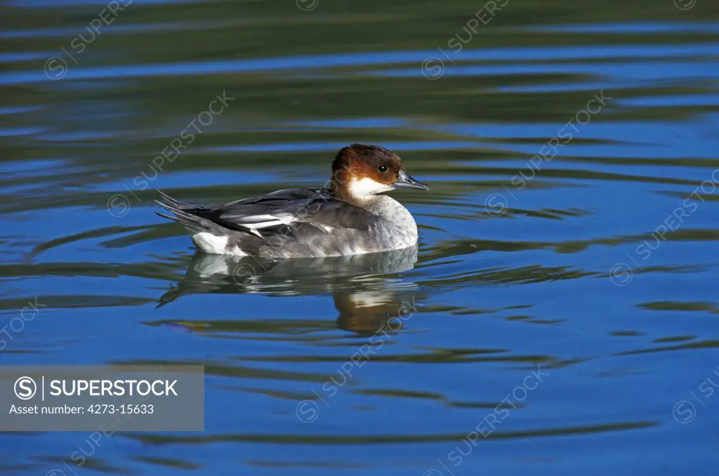 Smew, mergus albellus, Female standing in Water
