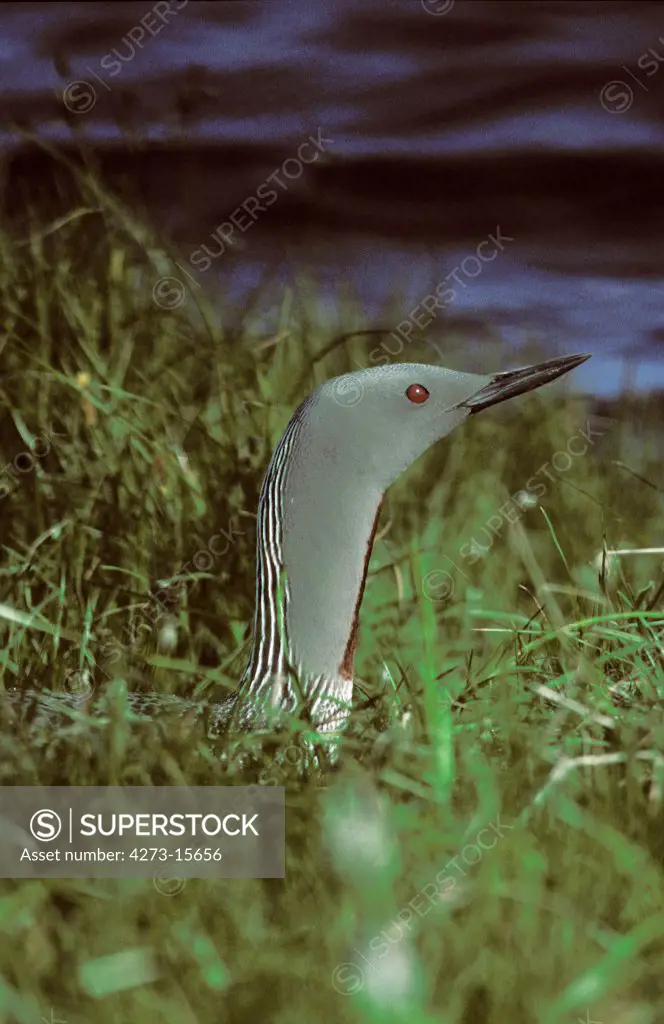 Red Throated Diver, gavia stellata, Adult standing in Water, Lake in Canada