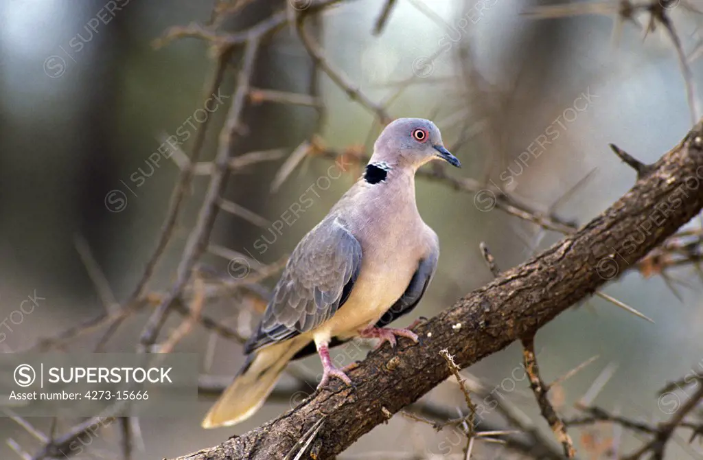 African Mourning Dove, streptopelia decipiens, Adult standing on Branch, South Africa