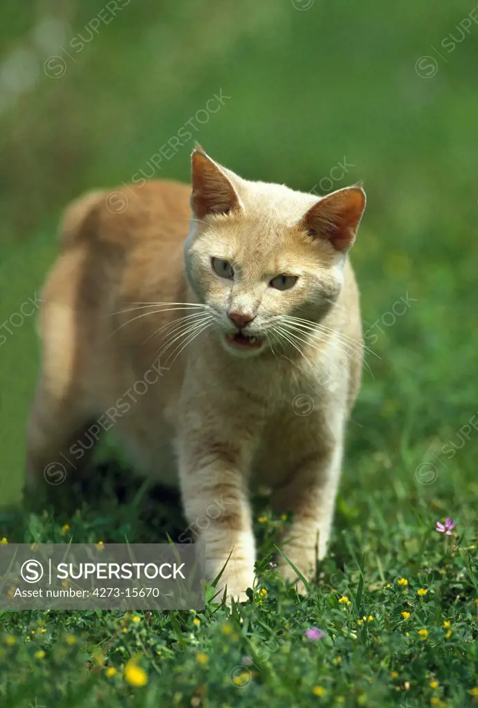 Red Domestic Cat, Adult Meowing, standing on Grass