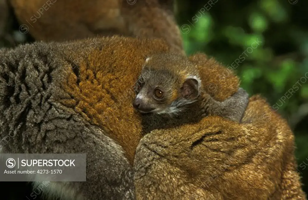White Fronted Brown Lemur Eulemur Fulvus Albifrons, Female Carrying Young