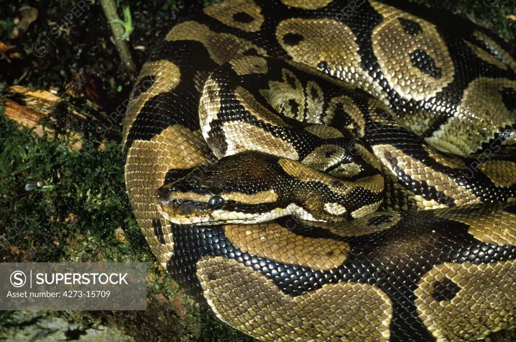 Royal Python, python regius, Adult
