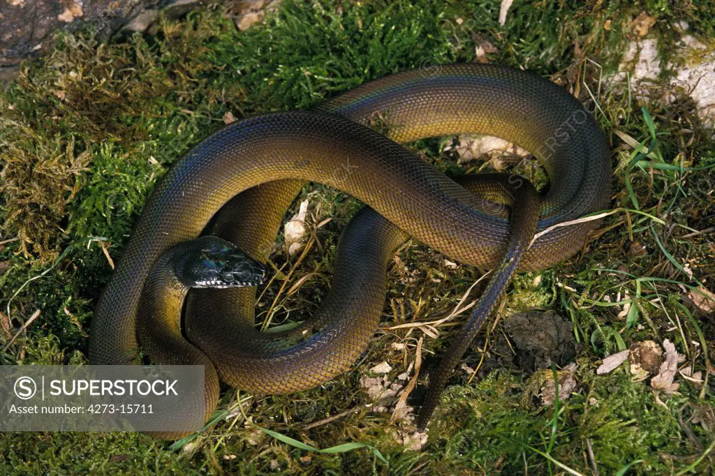 White Lipped Python, liasis albertisi, Adult standing on Grass