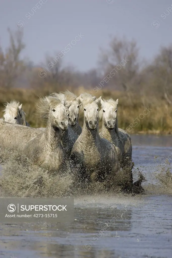 Camargue Horse, Herd Galloping in Swamp, Saintes Marie de la Mer in South East of France
